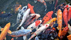 В Японии «красный прилив» нанес ущерб рыболовству